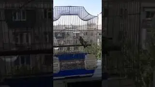 Пения щегла