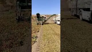 Salçalık Domates 🍅 Hasatı, Domates Toplama Makinası