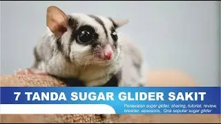 7 TANDA SUGAR GLIDER SAKIT