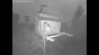 Quick Food Delivery to #OwletPaulie.  Owl Box OSC - 6/17/23 - 5:08 am