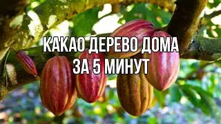 Какао дерево. Как вырастить какао в домашних условиях?