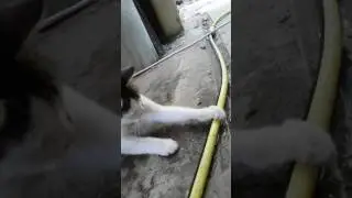 Котейко против фонтана из шланга...