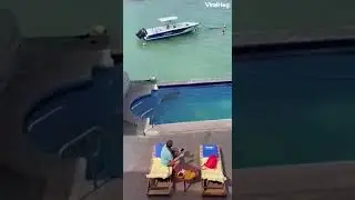 Foca Curiosa se mete en Piscina Privada