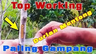 TOP WORKING POHON DURIAN MONTONG