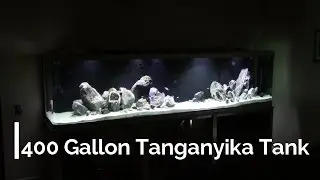 Huge African Cichlid Tank Update 4-15-2017