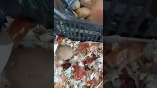 Идея за рътене/покълване на картофи. Време е за подготовка на посадъчния материал.