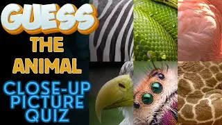 Guess the Animal from a Close-Up Picture Quiz
