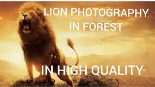 10 Photography of lion in forest/amazing photographs 
