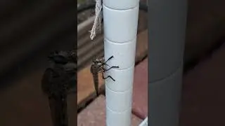 Backyard bug hunt - giant robber fly