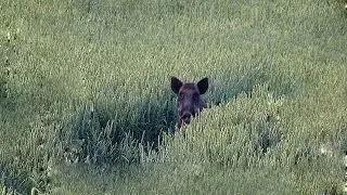 Hunt #36: Wild boars came out into the field
