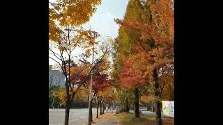 Vẻ đẹp mùa thu Hàn Quốc