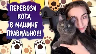 КАК ПЕРЕВОЗИТЬ КОТА В МАШИНЕ НА ДАЛЬНИЕ РАССТОЯНИЯ? ВАЖНОЕ ПРИ ПЕРЕВОЗКЕ! 