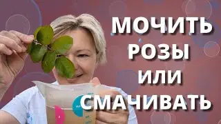 СЕКРЕТЫ ЛИСТОВОЙ ОБРАБОТКИ РОЗ! Всё в ход, а не в расход! 10 июня 2024 г.