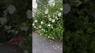 White Chiffon Rose of Sharon