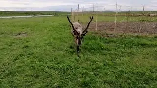 Северные домашние олени