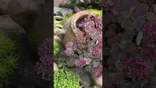 Моя каменная горочка 🌟 Mein Steinbeet am Abend 🌟