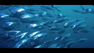 Видео рыбалка / Fishing videos
