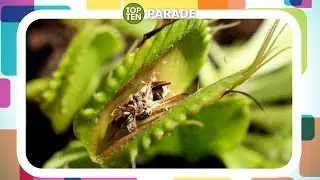 Le 10 piante carnivore più belle ma letali