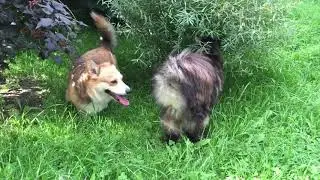 НАШ МАЛЕНЬКИЙ РАЙ ❤️КОТ И СОБАКА - ЛУЧШИЕ ДРУЗЬЯ