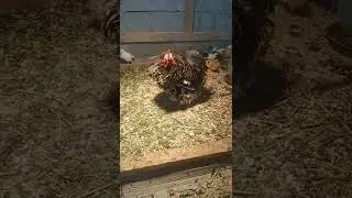 Курочка сидит! Питушок скучает.