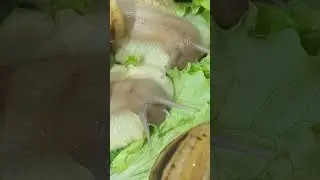 Albatta ko'rila