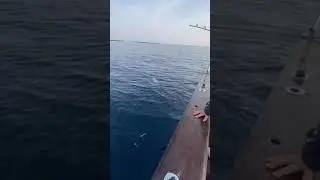 Orkinos izmir balik av sportfishing tuna