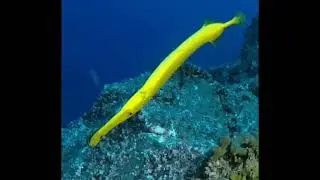 🎺🎺РЫБА ФЛЕЙТА🎺🎺