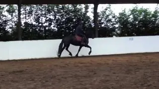 Фризская кобыла с титулом ster от Loаdewijk 2010г.