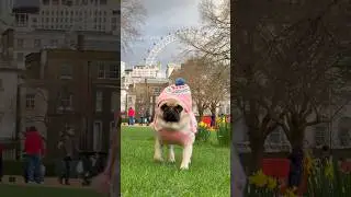 Warning ⚠️: This video might make you get a PUG 