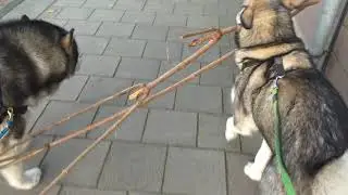 Маламут Дарья. ЗАГОТОВКА ДРОВ 😂 зима на носу!!