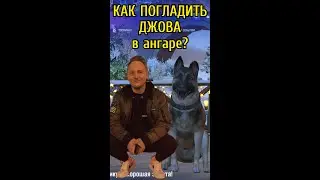 Как ПОГЛАДИТЬ ДЖОВА в АНГАРЕ НОВОГОДНЕГО НАСТУПЛЕНИЯ 2023? #shorts #youtubeshorts