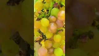 انگور