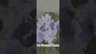 РМ-Вестник Весны