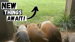 Kunekune Piglets Wormed And Weaned!