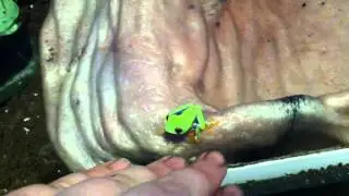 Red Eyed Tree Frog - Unboxing Update #2