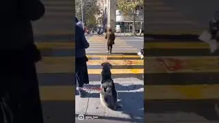 Соблюдая пдд.Собака ждёт светофор .        #shorts