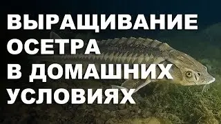 Бизнес идея: Выращивание осетра в домашних условиях часть 1| All businesses