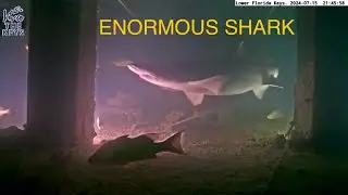 LARGE LEMON SHARK 🦈 on #vivathekeys #underwater #livestream
