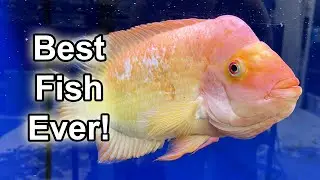 The Best Red Devil Ever - Hand Feeding and Petting my Giant Fish