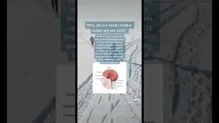 Why do our teeth chatter when we are cold?