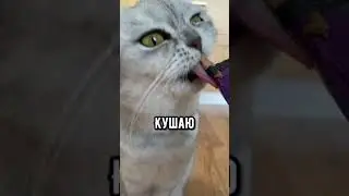 Смешные коты - Майя 