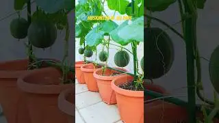 muskmelon from seeds to harvest 