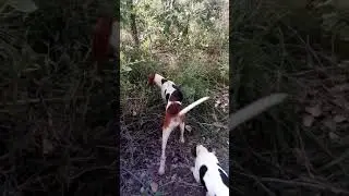 Soltamos à tarde más. .foi embora