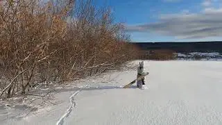 Охота на зайца.Тропление зайца.