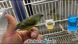 Green singer-Serinus mozambicus