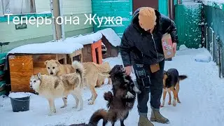 Новенькая Жужа, ласковая Шкода и возвращение Димы