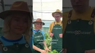 ПОЧЕМУ У ПЕРЦА ОПАДАЮТ ЦВЕТКИ И ЗАВЯЗИ? 