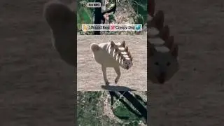 🤯 I Found Real 💯 CREEPY DOG 🌎 