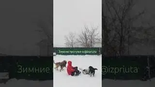 Проведите выходные в приюте! 