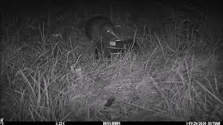 Kiwi Chick drinking
